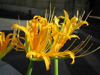 photo,material,free,landscape,picture,stock photo,Creative Commons,A licorice, cluster-amaryllis, Yellow, Gardening, 