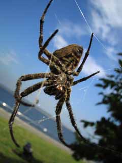 Foto, materieel, vrij, landschap, schilderstuk, bevoorraden foto,Een spin, Spinneweb, Blauwe lucht, Haar, Voet