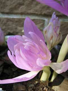 photo, la matire, libre, amnage, dcrivez, photo de la rserve,Double colchicum, Autumnale Colchicum, Rose, Un automne-crocus, Colchicine