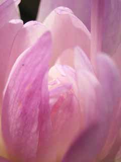 ,,, ,,,  colchicum., autumnale Colchicum.,   ., - crocus ., Colchicine.