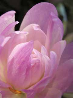 foto,tela,gratis,paisaje,fotografa,idea,Colchicum de doble, Colchicum autumnale, Rosado, Un otoo - azafrn, Colchicine