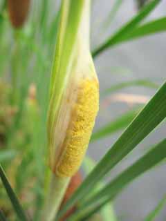 Foto, materieel, vrij, landschap, schilderstuk, bevoorraden foto,De bloem van de Typha orientalis, , Typha orientalis, Geel, Blijvende plant