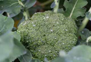 Foto, materieel, vrij, landschap, schilderstuk, bevoorraden foto,Morgen dauw op een broccoli, Plantaardig, Knop, Groen, Veld