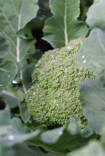 Foto, materieel, vrij, landschap, schilderstuk, bevoorraden foto,Broccoli hulde in het loof, Plantaardig, Knop, Groen, Veld