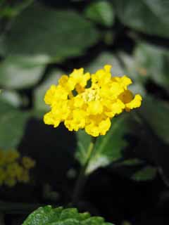 fotografia, materiale, libero il panorama, dipinga, fotografia di scorta,Un lantana, Lantana, Giallo, Successione di sette generi di ballare, Facendo del giardinaggio