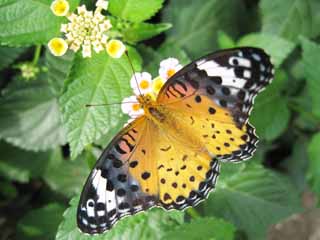 foto,tela,gratis,paisaje,fotografa,idea,Mariposa, Mariposa, , Pluma, Pngase amarillo