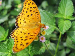 Foto, materiell, befreit, Landschaft, Bild, hat Foto auf Lager,Schmetterling, Schmetterling, , Feder, Gelb