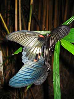 photo, la matire, libre, amnage, dcrivez, photo de la rserve,Copulation de papillon, papillon, , , Reproduction