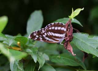 foto,tela,gratis,paisaje,fotografa,idea,Mariposa, Mariposa, , , 