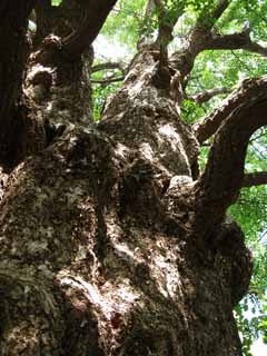 photo, la matire, libre, amnage, dcrivez, photo de la rserve,Un ginkgo, ginkgo, , L'aboiement, En gros