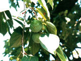 photo,material,free,landscape,picture,stock photo,Creative Commons,Green persimmons, tree, persimmon, fruit, 