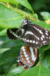 Foto, materiell, befreit, Landschaft, Bild, hat Foto auf Lager,Das Paaren von Schmetterlingen, Schmetterling, , , 