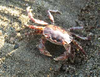 photo,material,free,landscape,picture,stock photo,Creative Commons,A crab, crab, , Scissors, sandy beach