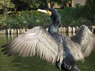 Foto, materieel, vrij, landschap, schilderstuk, bevoorraden foto,Een aalscholver, Aalscholver, Phalacrocoracidae, , 