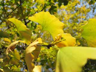 photo, la matire, libre, amnage, dcrivez, photo de la rserve,Un ginkgo, ginkgo, Jaune, , arbre du maidenhair