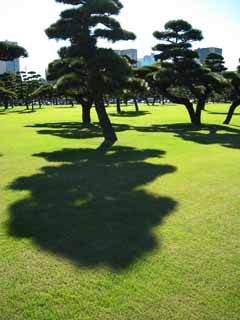 photo,material,free,landscape,picture,stock photo,Creative Commons,Edo-jo Castle, pine, , shadow, lawn
