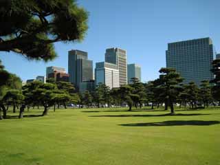 Foto, materiell, befreit, Landschaft, Bild, hat Foto auf Lager,Edo-jo Burg, Kiefer, Schatten, Hochhaus, Marunouchi