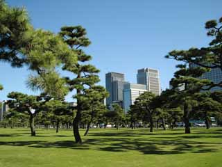 fotografia, materiale, libero il panorama, dipinga, fotografia di scorta,Edo-jo il Castello, pino, ombra, edificio a molti piani, Marunouchi