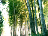 photo, la matire, libre, amnage, dcrivez, photo de la rserve,Bosquet du bambou, bambou, , , 