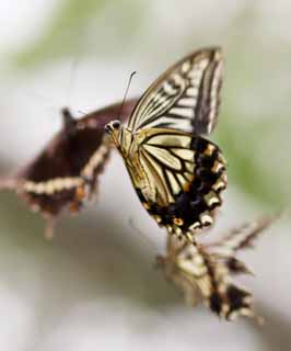 Foto, materieel, vrij, landschap, schilderstuk, bevoorraden foto,De rendez-vous van ht swallowtail vlinder, Swallowtail vlinder, , Vlinder, Paring