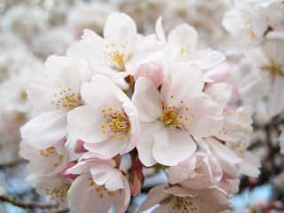 photo,material,free,landscape,picture,stock photo,Creative Commons,A cherry tree, cherry tree, , Yoshino cherry tree, 