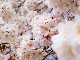 fotografia, material, livra, ajardine, imagine, proveja fotografia,Uma rvore de cereja, rvore de cereja, , Yoshino cereja rvore, 