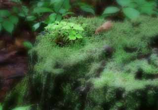 fotografia, materiale, libero il panorama, dipinga, fotografia di scorta,Palcoscenico di troncone, troncone, giovane gemma, permesso, albero caduto