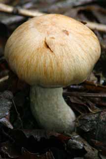 fotografia, materiale, libero il panorama, dipinga, fotografia di scorta,Fungo grassoccio, arancia, fungo, , albero caduto