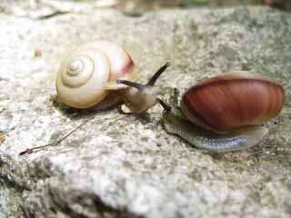 Foto, materieel, vrij, landschap, schilderstuk, bevoorraden foto,Huisjesslak single bevechten, Huisjesslak, , Shellfish, 