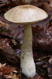 fotografia, materiale, libero il panorama, dipinga, fotografia di scorta,Fungo magnifico, arancia, fungo, , albero caduto