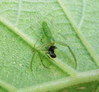 Foto, materiell, befreit, Landschaft, Bild, hat Foto auf Lager,Eine Spinne, Spinne, , , Vorausdatierung