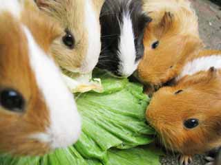 Foto, materiell, befreit, Landschaft, Bild, hat Foto auf Lager,Mahlzeitzeit, Murmeltier, Meerschweinchen, Maus, Runde Augen