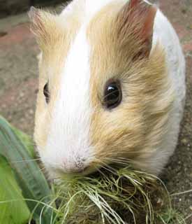 Foto, materiell, befreit, Landschaft, Bild, hat Foto auf Lager,Mahlzeitzeit, Murmeltier, Meerschweinchen, Maus, Runde Augen