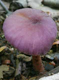 , , , , ,  .,., , fungus, mushroom,  