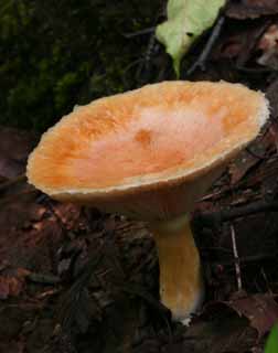 Foto, materieel, vrij, landschap, schilderstuk, bevoorraden foto,Verduizendvoudigen houdende regenwater, Oranje, Paddestoel, , Gevallene boom