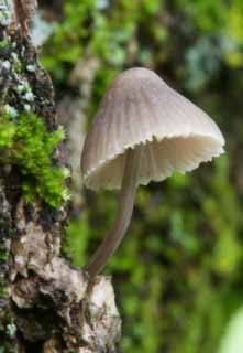 , , , , ,  .,., , fungus, mushroom,  