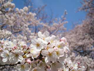 photo, la matire, libre, amnage, dcrivez, photo de la rserve,Un arbre de la cerise, arbre de la cerise, , , ciel bleu