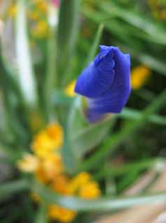 photo, la matire, libre, amnage, dcrivez, photo de la rserve,Un iris, Un iris, Bleu, bourgeon, 