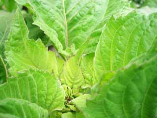 photo,material,free,landscape,picture,stock photo,Creative Commons,A young leave, sunflower, , bud, leaf