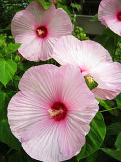 photo,material,free,landscape,picture,stock photo,Creative Commons,A cotton rose, Mallow family, cotton rose, Pink, petal