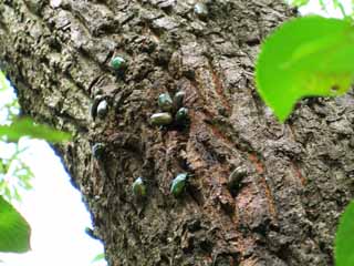 photo,material,free,landscape,picture,stock photo,Creative Commons,Kana who crowds goddamn, Sap, The bark, Kana goddamn, beetle