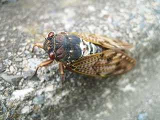 photo, la matire, libre, amnage, dcrivez, photo de la rserve,Une grande cigale brune, cigale, , , Progressivement