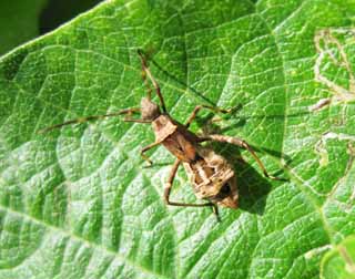 photo,material,free,landscape,picture,stock photo,Creative Commons,An insect, The sense of touch, limb, Brown, I walk