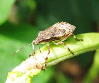 photo, la matire, libre, amnage, dcrivez, photo de la rserve,Un insecte de l'arlequin, insecte de l'arlequin, odeur, Le sens du toucher, membre