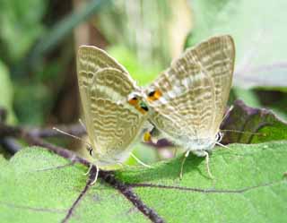 foto,tela,gratis,paisaje,fotografa,idea,La copulacin de la mariposa de corbicula, Mariposa, , Corbicula, Pluma