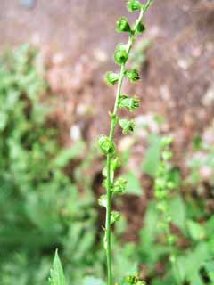 photo,material,free,landscape,picture,stock photo,Creative Commons,An agrimony, Stick; an insect, , golden papercord, 