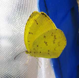 Foto, materiell, befreit, Landschaft, Bild, hat Foto auf Lager,Ein gewhnliches Grasgelb, Schmetterling, , , Gelb