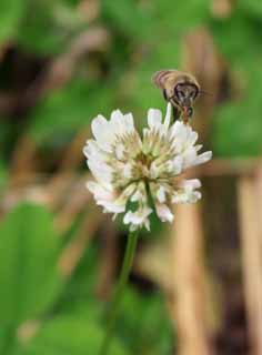 photo, la matire, libre, amnage, dcrivez, photo de la rserve,Le repas d'abeille, abeille, , trfle, nectar