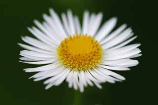 fotografia, materiale, libero il panorama, dipinga, fotografia di scorta,L'antifona al fleabane, bianco, giallo, fleabane, 