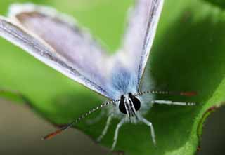 foto,tela,gratis,paisaje,fotografa,idea,Cyclina orientalia, mirando de frente., Mariposa, , , Mariposa azul